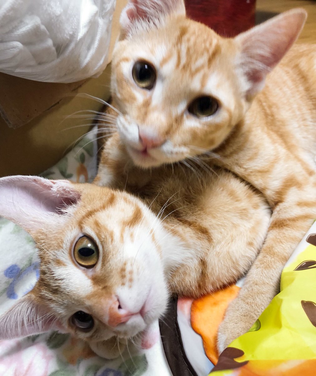猫四コマ 猫四コマ