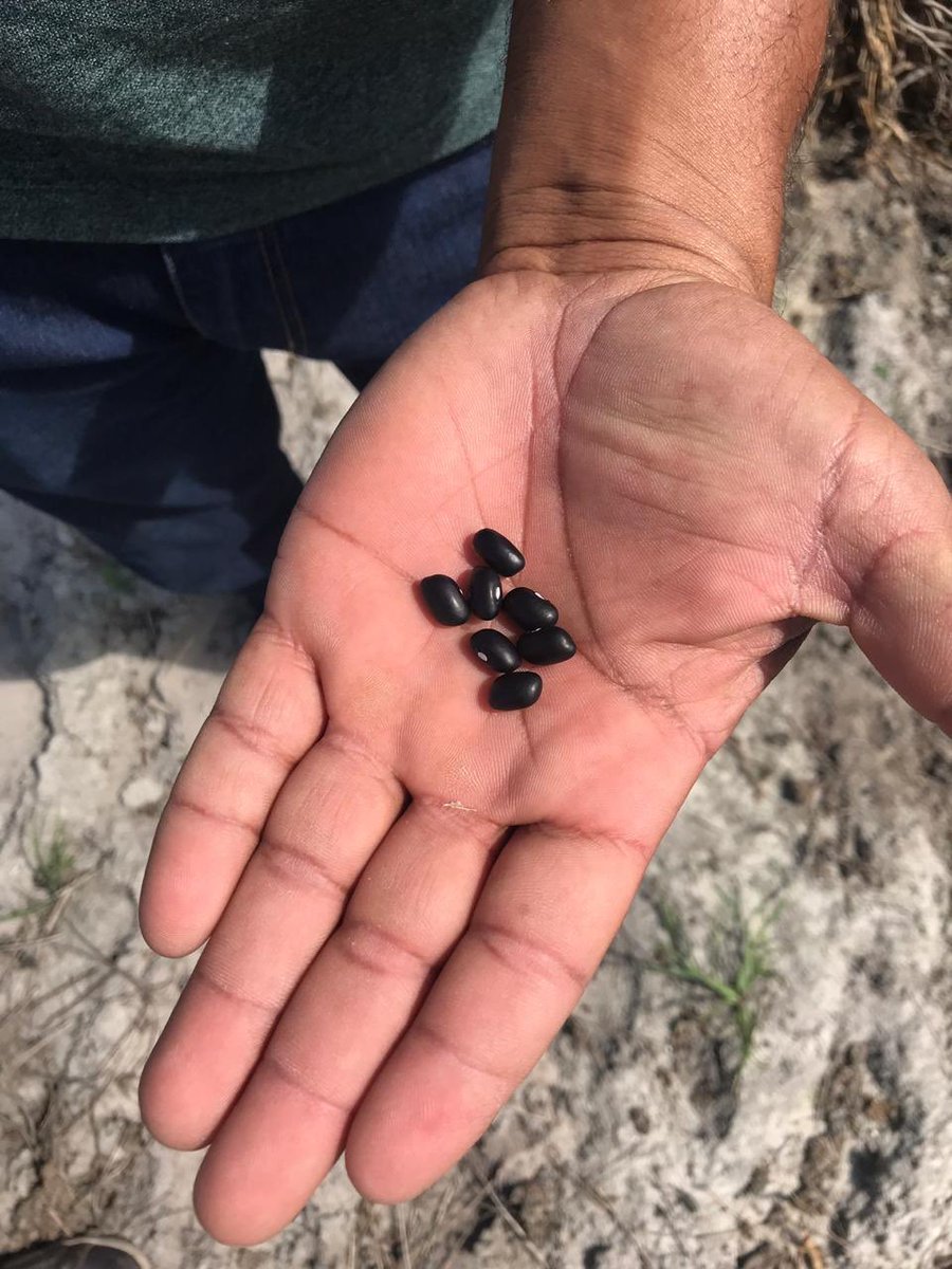 clevertontcs's tweet photo. A @Conab_Oficial visitou, durante o levantamento de #safra de #grãos, a região de Garanhuns-PE.

A perspectiva é de uma boa produção de #milho 🌽 e #feijão.

A maioria são agricultores familiares.

#conabemcampo 
#conabinforma 
#inteligenciaagropecuaria 
#agriculturafamiliar https://t.co/YLPEQRAVSA