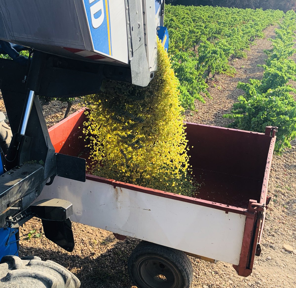 C'est partiiiiiiii !! 
#vendanges2019 #harvest2019 #organicwine #costieresdenimes