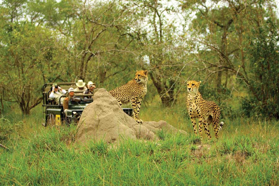 Tips for First-Time Safari Guests in South Africa exclusivegetaways.co.za/2019/06/12/tip…