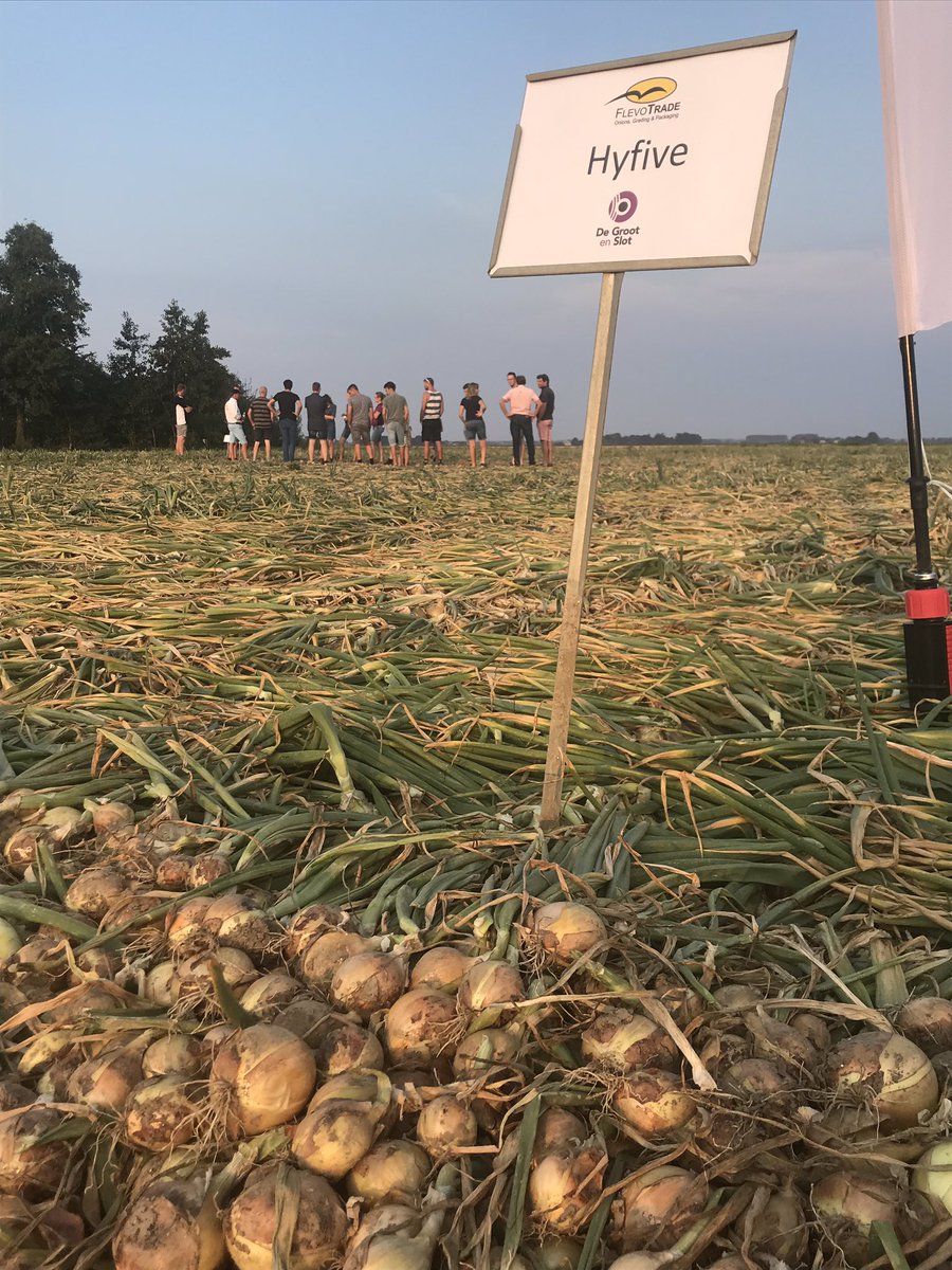 Jaap_Jonker9's tweet photo. Goede opkomst, goede info, goede rassen en goede uitleg door @ARamshorst op de demodag van #vanliere #Dronten #uien #akker #kennisdelen #kwaliteit #opbrengst @DeGrootenSlot https://t.co/Gicc3q0AEi
