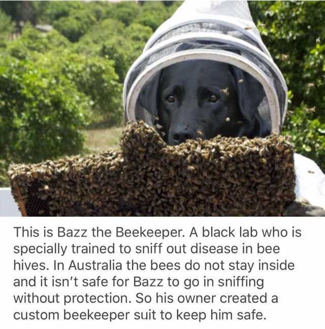 #beekeeper #beekeeping #bee #honeycomb #royaljelly #beehive #bees #apiary #apiarylife #beekeeperslife #beek #nurse #beeks #usa #beekeeperusa #beekeepergirl