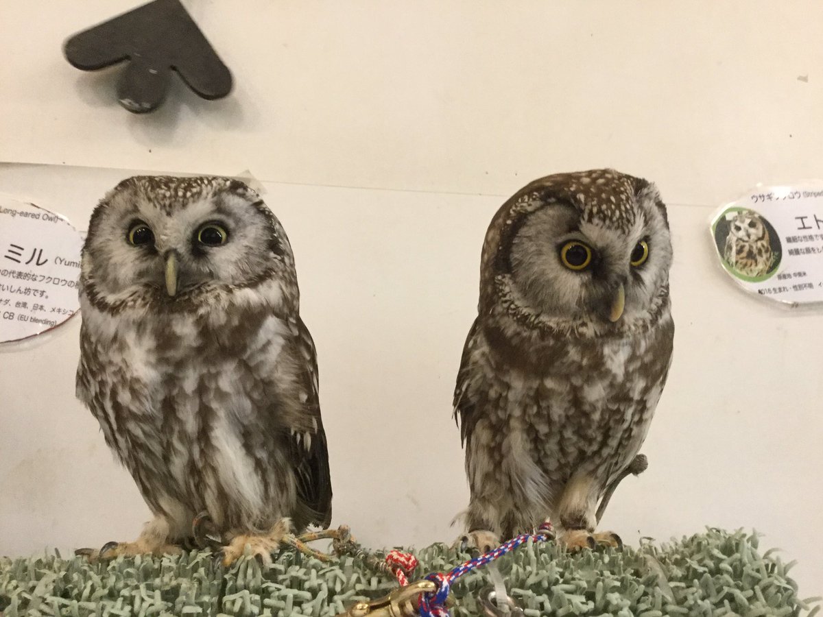 いけふくろうカフェowlcafe Auf Twitter 同じ種類だけど目の色が微妙に違いますね いけふくろうカフェ 池袋 ふくろう キンメフクロウ 目 Ikefukuroucafe Ikebukuro Owl