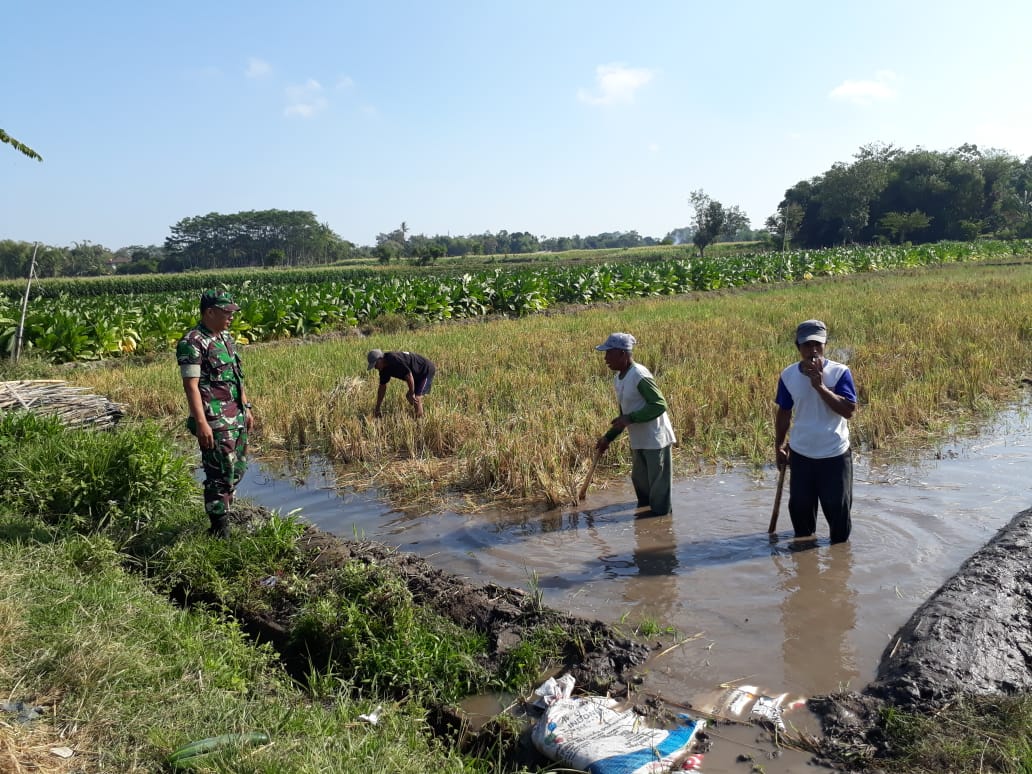 koramil04's tweet photo. Pendpinhan Babinsa Sudimoro srt anna membantu petani di lanjutkan komsos di desa binaan https://t.co/9HC7cjoPvF