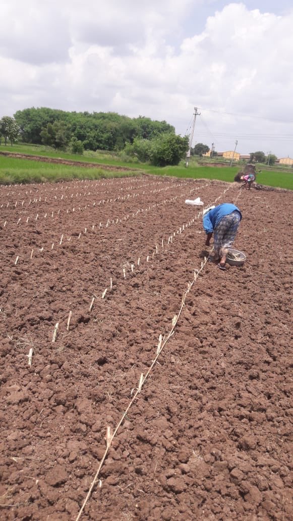 CivilforceIndia's tweet photo. #Sultanabad farmer started planting grass 👏👏👏 #Civilforce https://t.co/BBJpgpBBNs