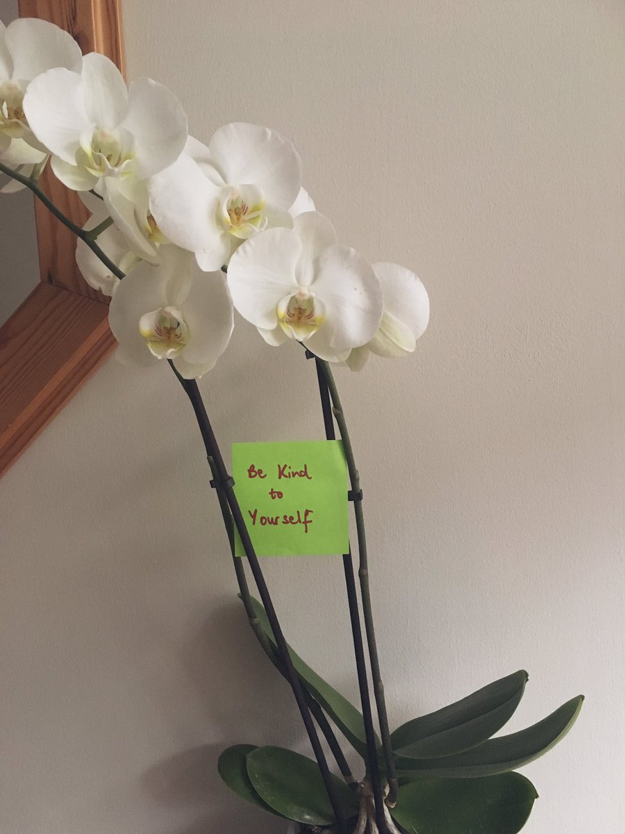 proverbproject's tweet image. Be kind to yourself #plantproverb