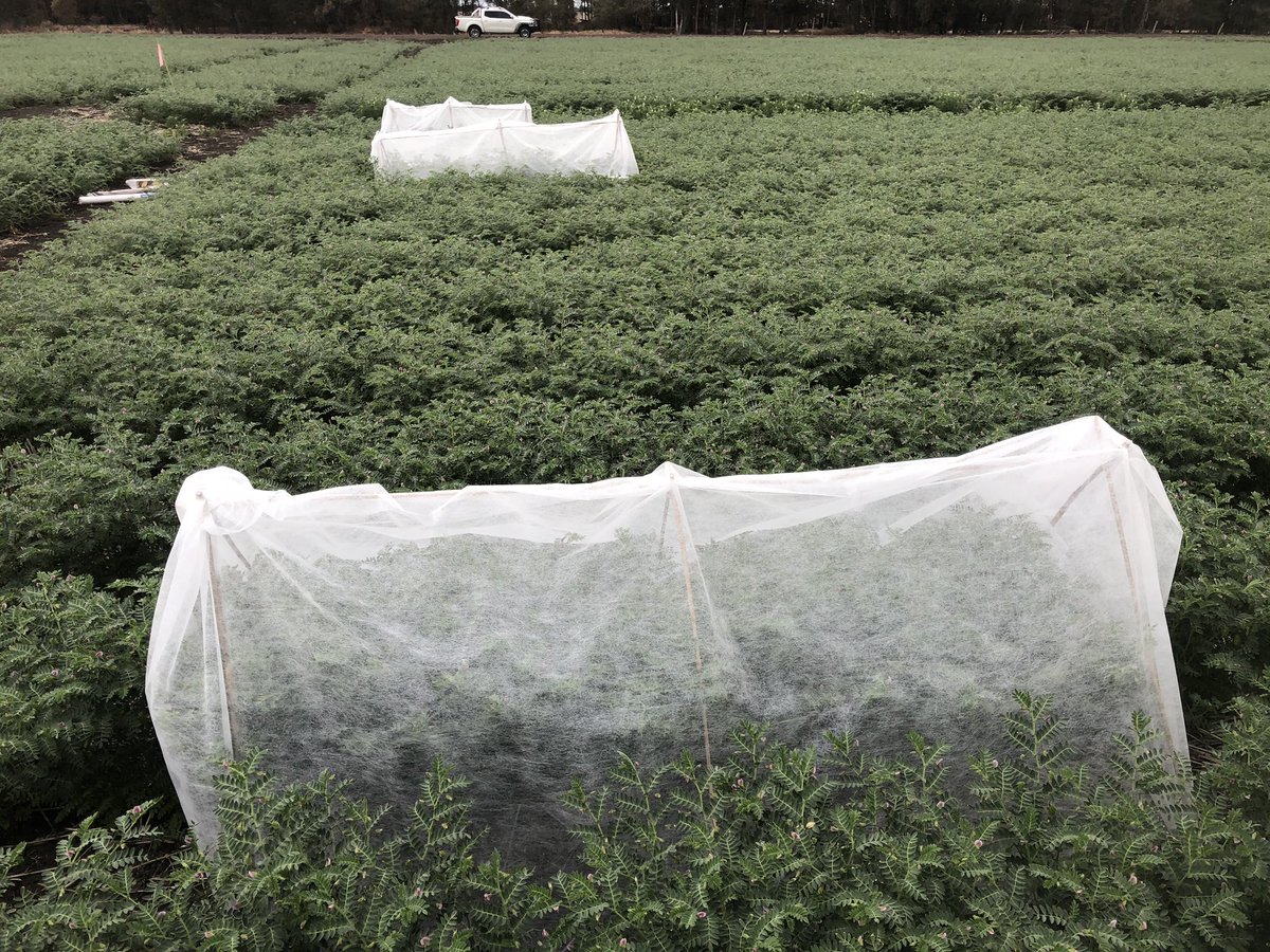 onthepulseAUS's tweet photo. This change will bring potential ❄️
#chickpeas are flowering and podding
What could be yield cost? Seeing if it is observable using frost cloth.
#notscientific #noreps
Good thing I work in Ag as tents best described as “agricultural”, scouting son would be 🤦♂️
#northernpulsecheck https://t.co/AVvredOg4D