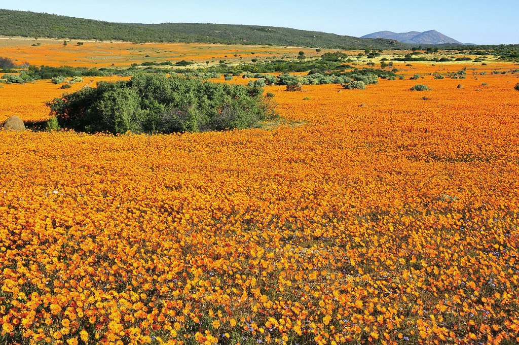 Travelling to Cape Town in August/September? Here's everything you need to know about the spectacular annual blooming of the Cape wildflowers. wanderwomanthea.com/2019/08/28/the…