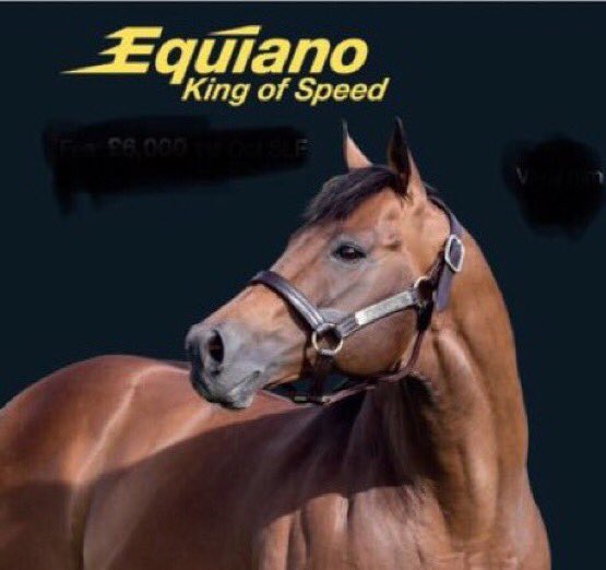 EquianoClub's tweet photo. #LAPETITEROUSSE 5M Equiano x Katella Bubbles (Johannesburg) wins over 1000m at Murray Bridge Sth Aus for Tr #SamBurford &Jk #TeaganVoorham #Swettanhambred @newsellspark https://t.co/lKqdpMV46a