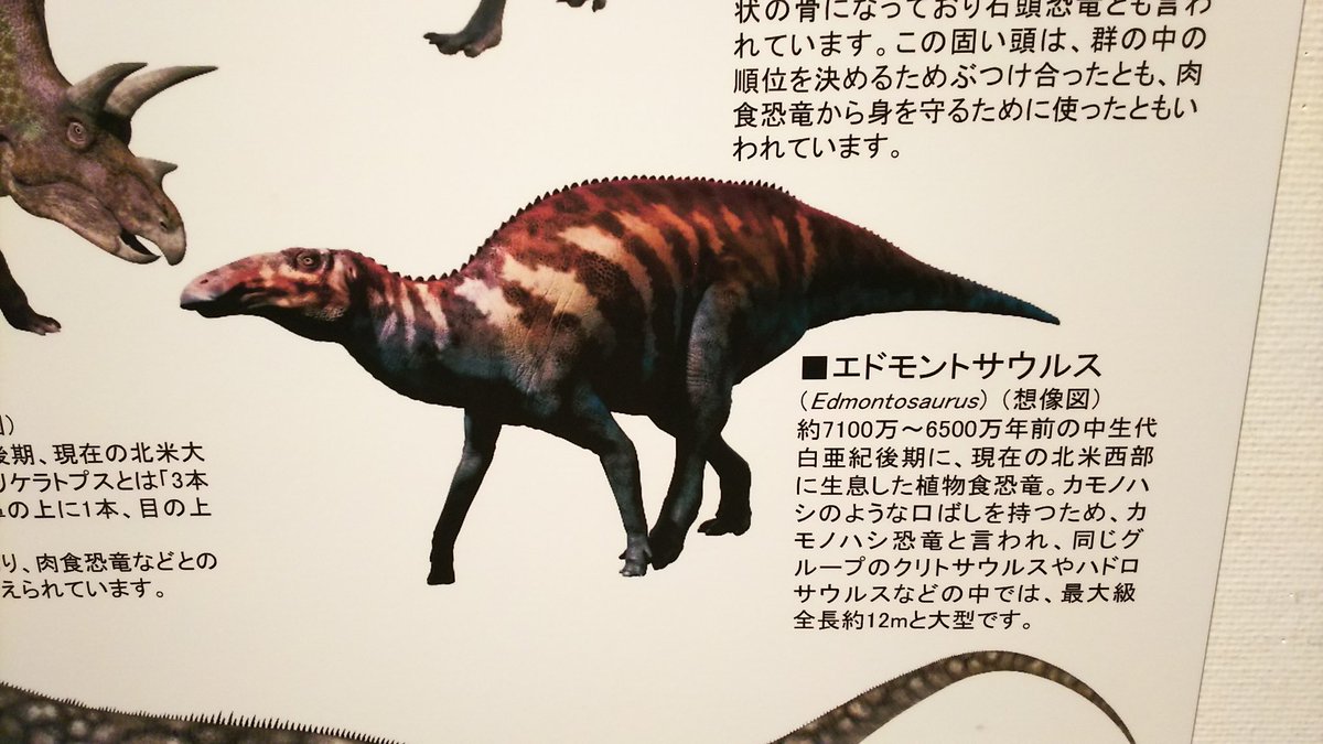まゆぅ 今日は 地元の博物館で開催中の 恐竜ワールド 観て来ました カモノハシ恐竜
