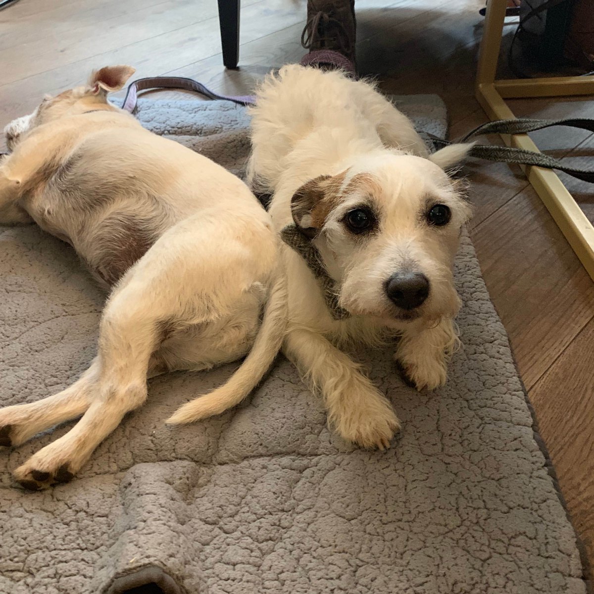 fleecehotel's tweet photo. Did you know we are dog friendly? We are very happy for you and your poochy pals to pop in for a pint.

#dogs #dogfriendly #petfriendly https://t.co/RYCvhrO0o6
