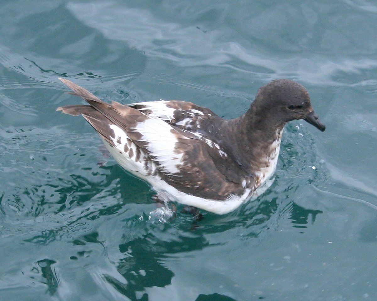 'Pintado' is a cape petrel. Own pic, off Stewart Is, NZud...What are the albatrosses? "Common and Southern Albatross" == black-browed + wandering/southern royal?But shy/mollymawk?