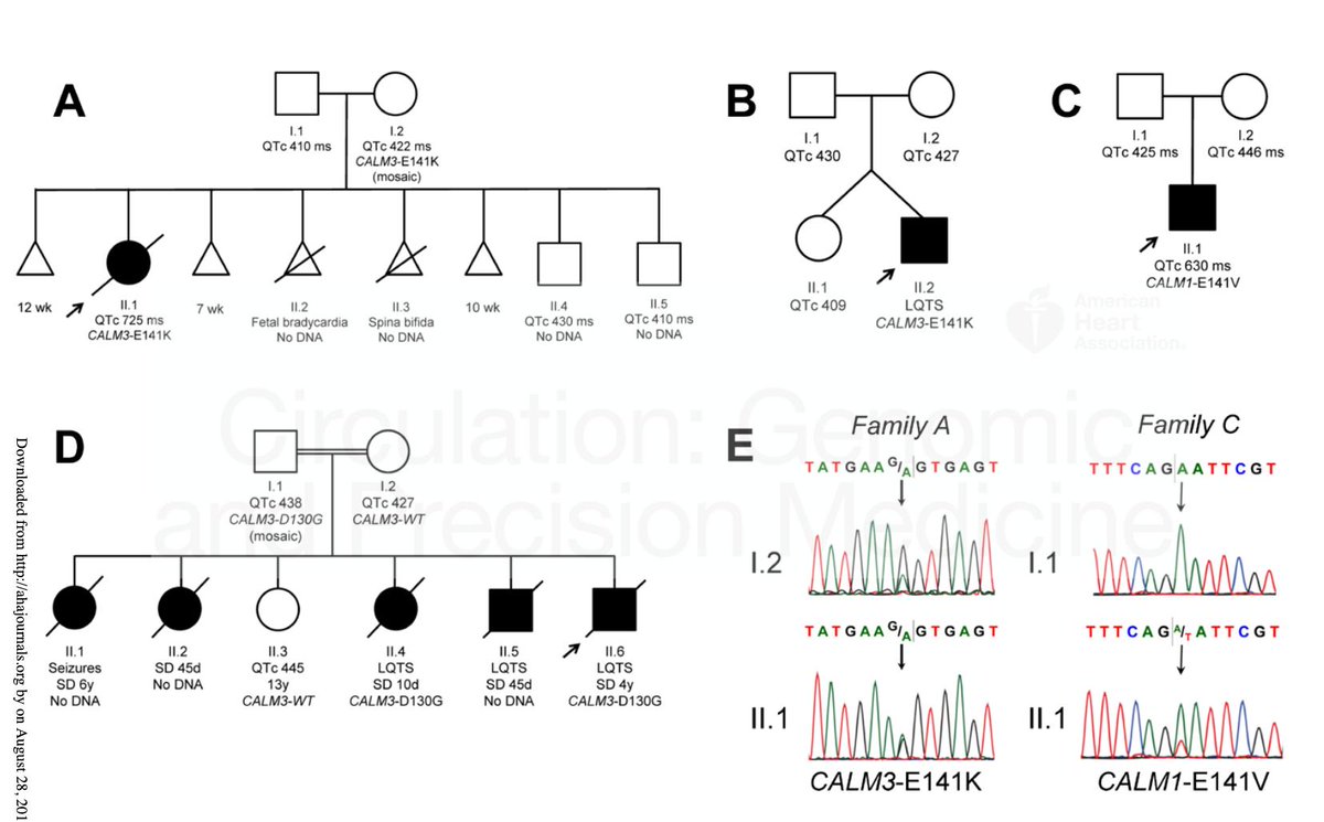Circ_Gen's tweet photo. Genetic #Mosaicism in #Calmodulinopathy @Circ_Gen https://t.co/a8KD1FeCb3 https://t.co/WB9qCKvIPD