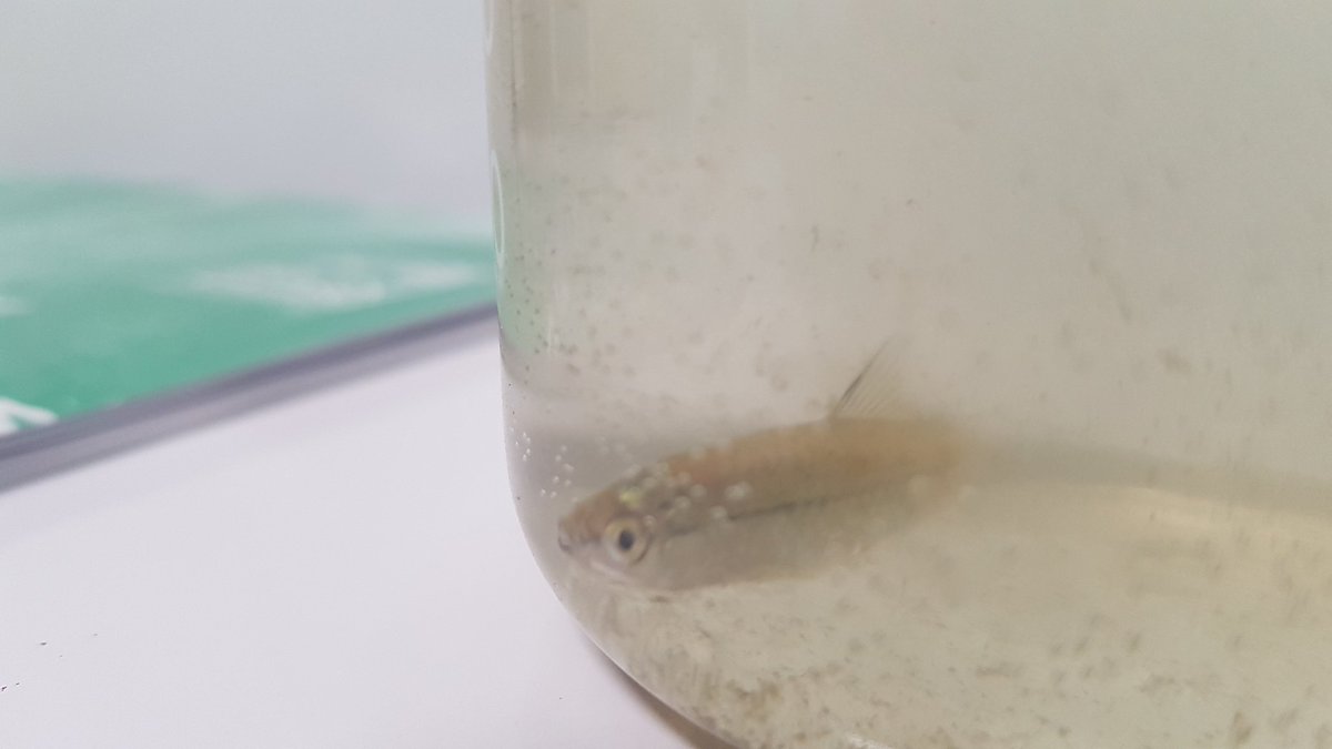 msagostino's tweet image. Using @inaturalist we&apos;re the first group to add observations to this region of Beijing! So far we&apos;ve identified 5 species and also found this little carp minnow! #CitizenScience #mypscience #MyWAB