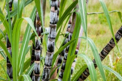 SucamKenya's tweet photo. Zoning: All cane land is assigned to a particular mill. By giving all the buying power to millers, the govt is indirectly granting them absolute control over prices and farmers’ earnings. Do not silence the farmer, say NO to bad provisions of the regulations #WednesdayThoughts https://t.co/r29dWJtkly