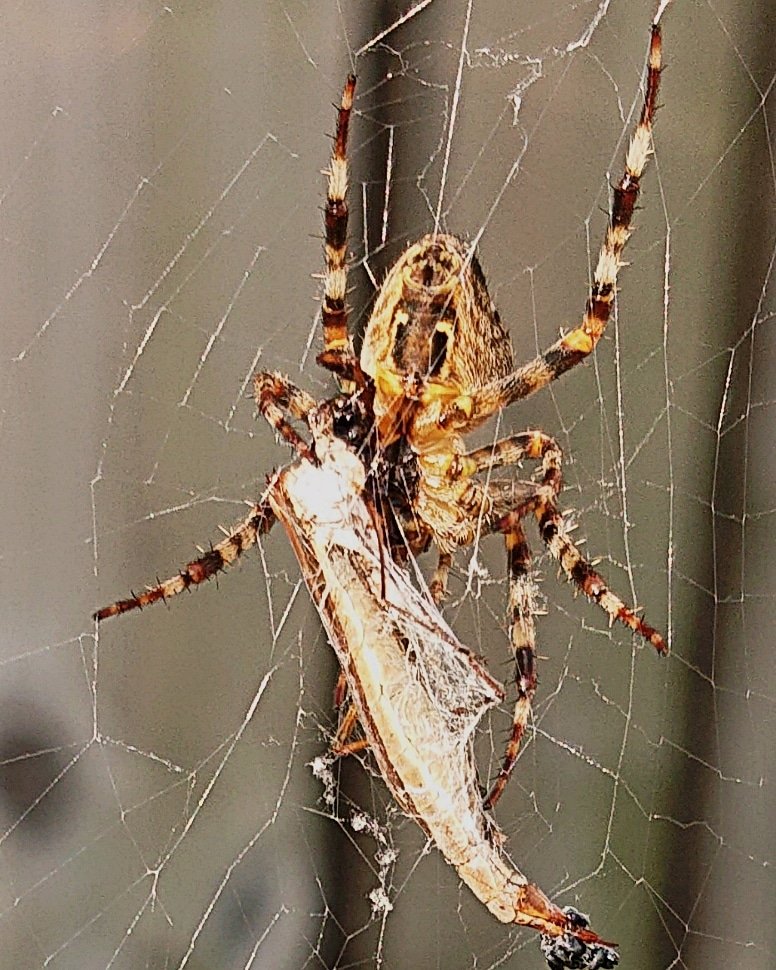 loisje1's tweet photo. Catch of the day. Spider 🕸
#mobilephotos #insects #colorfulinsects #natureinyourgarden https://t.co/cLLmk7aVuT