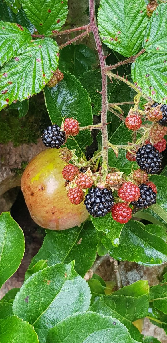 They are just asking to be picked and joined together under a layer of pastry! 
#baking #autumn #tart #blackberries