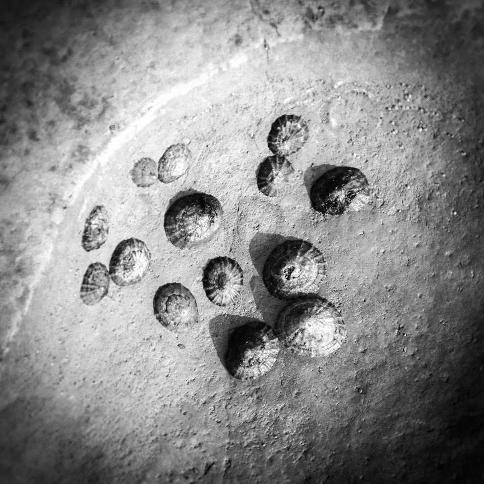 FujiFreak's tweet photo. Spot on a landscape
#limpets #monochrome #wednesdaymorning #earlyrisersclub #naturelovers #fujifilm #cctvlens https://t.co/tPXsgViiiU