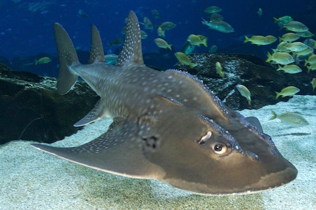 #CITESCoP18 this morning formally adopted 3 proposals, submitted by a record number of Parties, to include 18 new #shark species (i.e. mako sharks, guitarfishes &amp; wedgefishes) in #CITES Appendix II.