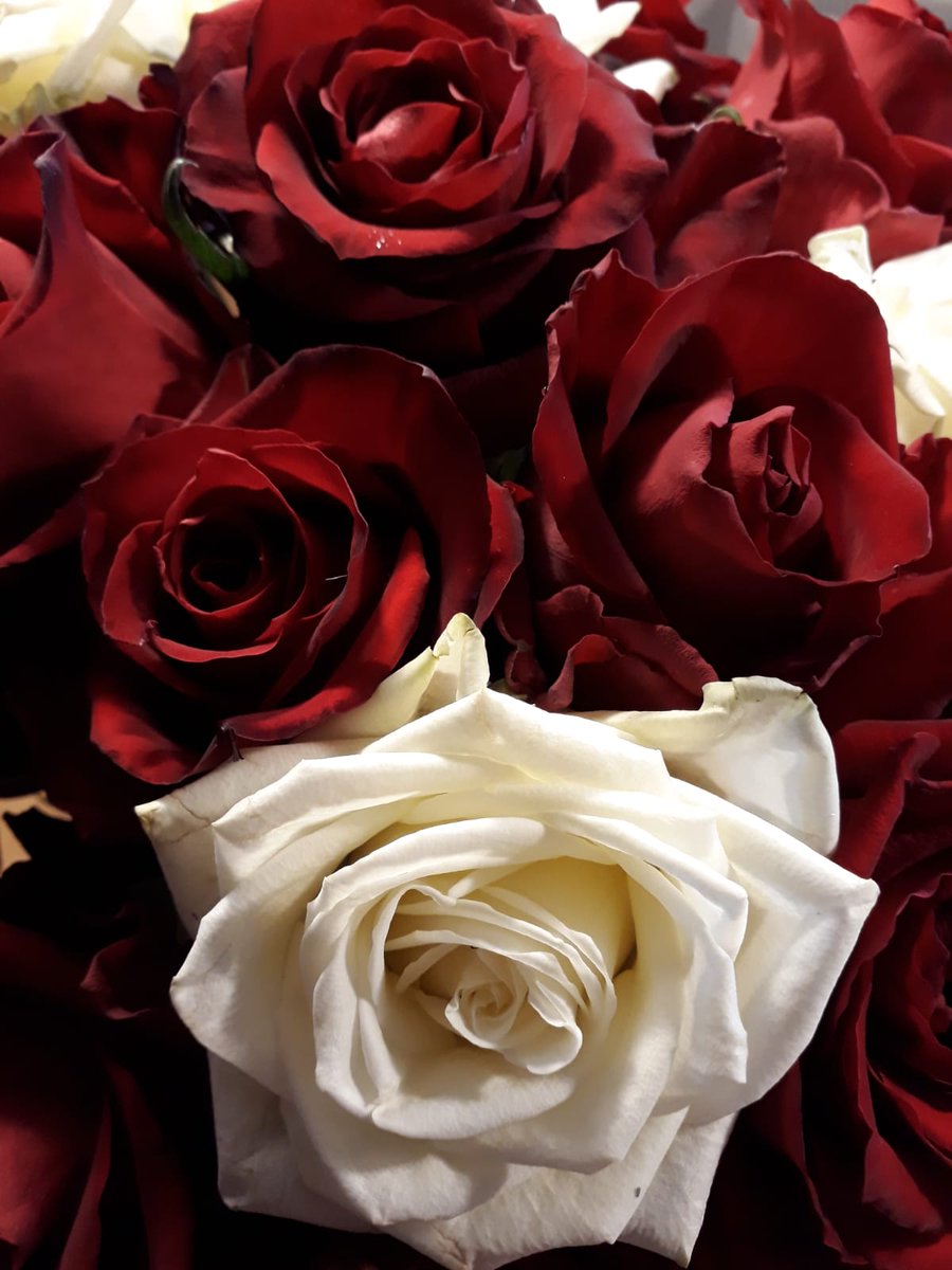 Was sagt ein #Urschwabe zu mir als er diesen Strauß Rosen  sieht? "Da hasch aber schöne Bluma gekaufd, musch schön Werder macha?" 😂 super Start in diesen #Hochzeitstag