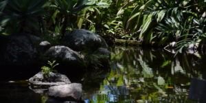 Der Regenwald brennt - und wir sind mitschuldig daran. Wie unser hoher Fleischkonsum die Brände befeuert, habe ich in meinem aktuellen Beitrag im tellerrandblog recherchiert: buff.ly/2KZm3p7