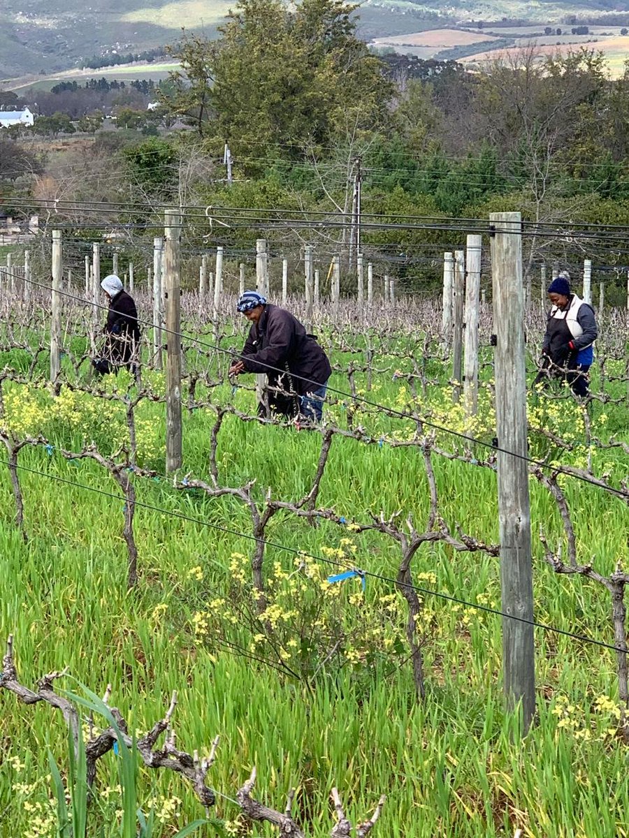 Vriesenhof's tweet photo. Wine word of the week: Blunt pruning. This happens after pre-pruning, when we cut the spurs down to the trellis and get ready for a new year with a new bud. #hibernation #restisneeded #vines #winemaking #farming https://t.co/bIMJ5AtEy8