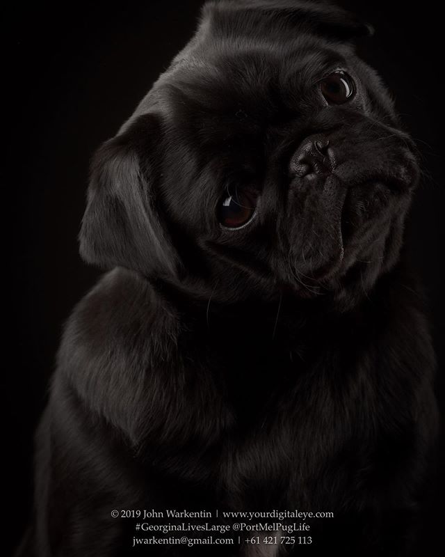 You can’t say no to a #TiltyHead #BlackPugPuppy
.
.
#GeorginaLivesLarge in #PortMelbourne
.
Shot with a #Canon #5DSr #Godox #AD400Pro and #135mmF2
.
#blackpug #pugpuppy #blackpugsmatter #pugsofinstagram #pugstagram #pug #puglife #pugphotography #petphotography #petphotographer #p