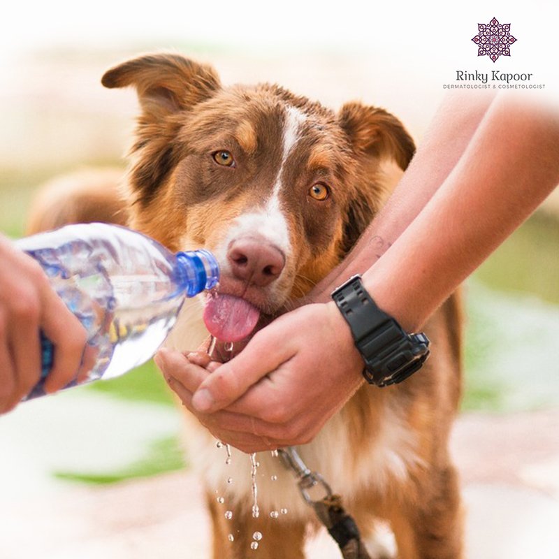 iamrinkykapoor's tweet photo. Being a #Doctor and a #mother, I can’t resist caring for others. Met this doggo during my morning run today, guess the day is going to be a good one!
#DrRinkyKapoor #RinkyKapoor #Mood #GoodVibesOnly #DogLover #CareForPets #Dermatologist  #India #Mumbai #WednesdayWisdom https://t.co/kNYqP1KSMB