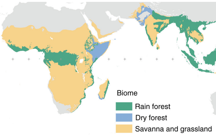 Glennwithtwons's tweet photo. Deforestation is a huge problem in Africa. But before we get hysterical over another poorly researched article about the 'devastating fires' in Africa, consider this map of African biomes https://t.co/hNOiGYxiNF. Fires are natural and essential in the yellow area (savannas) 1/2 https://t.co/b7bqU6mzTJ