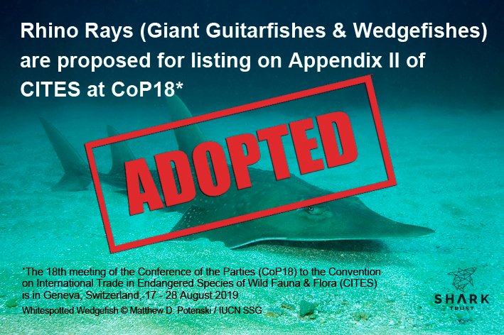 ADOPTED! A wicked start to #WedgefishWednesday as Appendix II listing confirmed for Giant Guitarfishes & Wedgefishes! Much neeeded trade controls should aid the highly threatened & extraordinary #RhinoRays, targeted for fins & meat #CITESCoP18