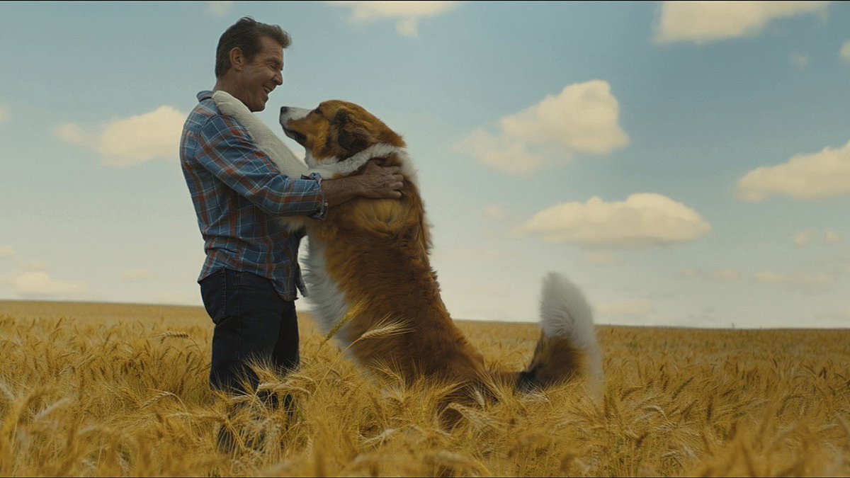 #안녕베일리 사랑스러운 반려견들 이야기로 감동과 많은 웃음, 약간의 눈물이 있는 힐링 드라마. #조시게드 의 익살맞은 베일리 목소리에 개들의...