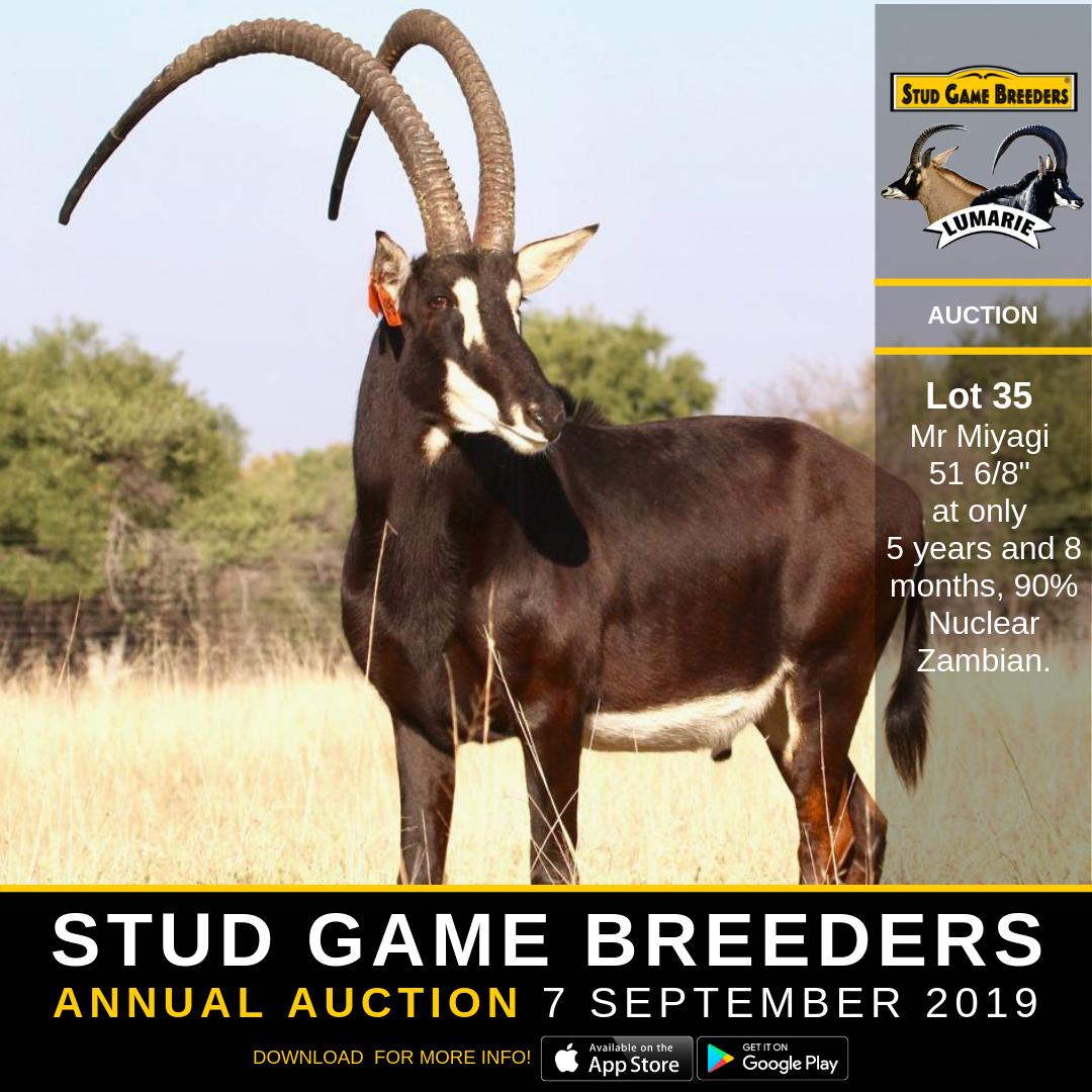 Stud Game Breeders tweet media