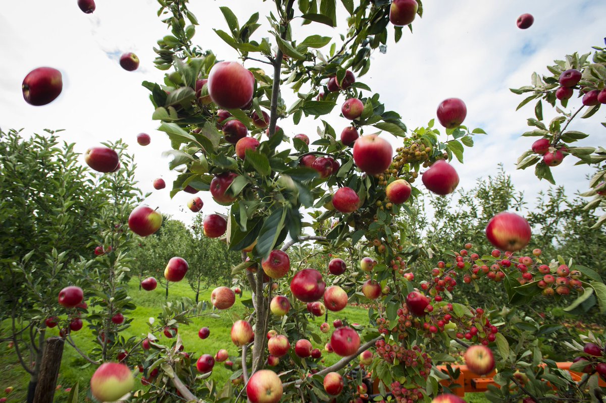 The Katy apple is one of the first apples to get harvested here at Myrtle Farm. They are ready to make more of our delicious Thatchers Katy 🍎