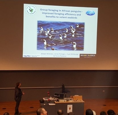 mapru_nmmu's tweet photo. Who knew penguins make finding prey easier for flying seabirds?
Alistair McInnes discusses how GROUP FORAGING IN AFRICAN PENGUINS LEADS TO IMPROVED FORAGING AND BENIFITS TO VOLANT SEABIRDS at the #IPC10 in Dunedin, NZ.
#MAPRU #Seabirds #Science #CMR #Fitz #NelsonMandela https://t.co/U8wO113j4M