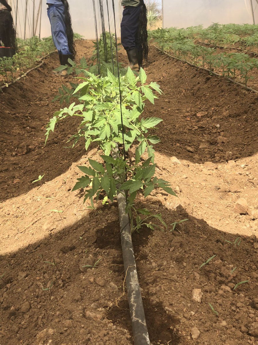 DfnFarming's tweet photo. We busy putting up rope to support the tomatoes... good times ahead #agriculture #agribusiness #farming #farmLife #farmer https://t.co/a2EVbgmkip