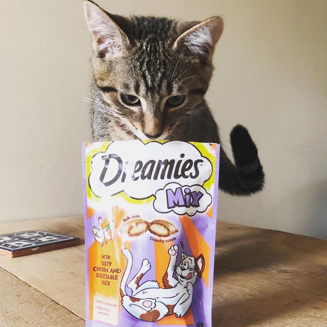 pet_monkey's tweet image. The power of Dreamies - does anyone else's cat go crazy for these treats? 🐱#treatscatscrave

SHOP NOW: ow.ly/Yefz50vEXUA

📸@mr_rocco_cat
