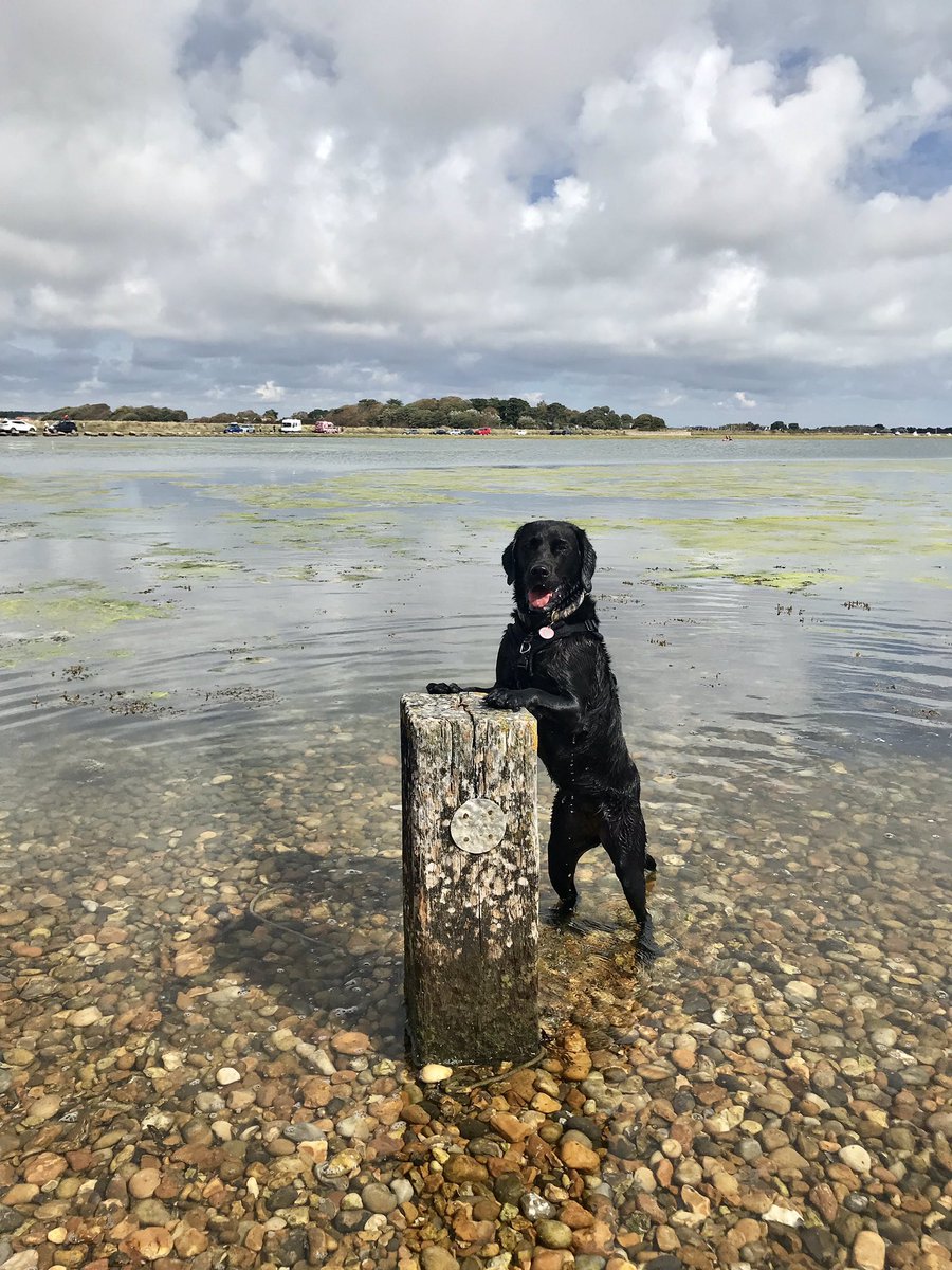 Lovely walkies along Hurst spit this morning <a href="/TheHurstCastle/">Hurst Castle</a> <a href="/LymKeyRanger/">Lymington-Keyhaven Nature Reserve</a> #solent #Hampshire #dogparkour #Labrador