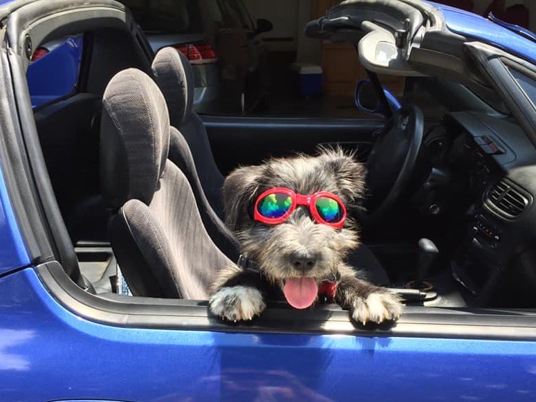 UncgArt's tweet photo. @UNCG A true spartan Diva.... Miss Auria enjoying a cool evening joy ride with mom.#Findyourwaghere #UNCGpets https://t.co/nE69bkO2Cg