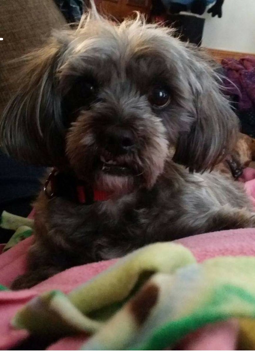 SPROUT (@orj1020) on Twitter photo Mom loves my crooked teeth! <a href="/DelilahTheDoxie/">Delilah The Doxie 👐💔🌈 🐭🏴☠️ 👻</a> <a href="/VickiBelcher6/">petunia & mom</a> <a href="/cozysweetsj/">Edgar the Terrier and Angel Franklin</a> <a href="/basset_bella/">Angel Bella 💔🌈🐾🐶</a> @CollieTwiggy Mom loves my crooked teeth! <a href="/DelilahTheDoxie/">Delilah The Doxie 👐💔🌈 🐭🏴☠️ 👻</a> <a href="/VickiBelcher6/">petunia & mom</a> <a href="/cozysweetsj/">Edgar the Terrier and Angel Franklin</a> <a href="/basset_bella/">Angel Bella 💔🌈🐾🐶</a> @CollieTwiggy