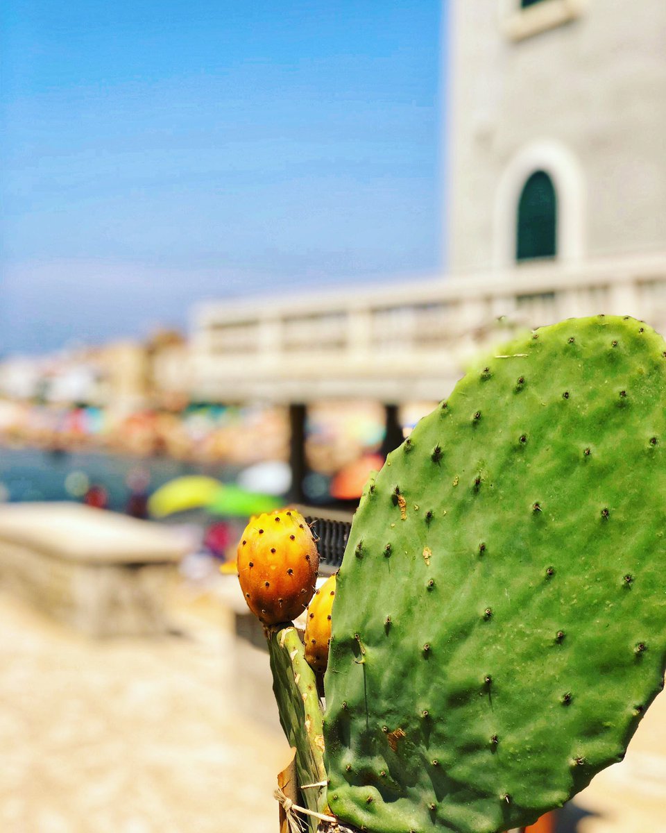 La Sicilia #Sicilia #ficodindia #casadimontalbano #montalbano #scattando #fotografia