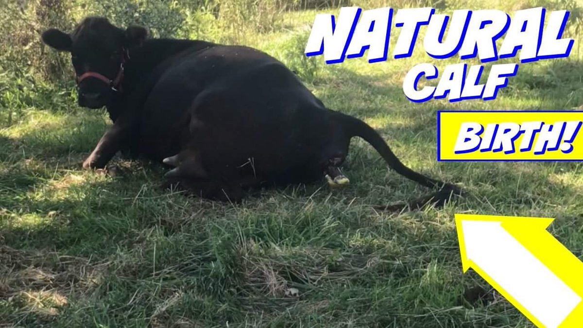 The last cow to calf this year and we were there to watch. Amazing to see: 
youtu.be/1GwHviMIFvU
.
#naturalbirth #livebirth #birthofcalf #cowgivingbirth