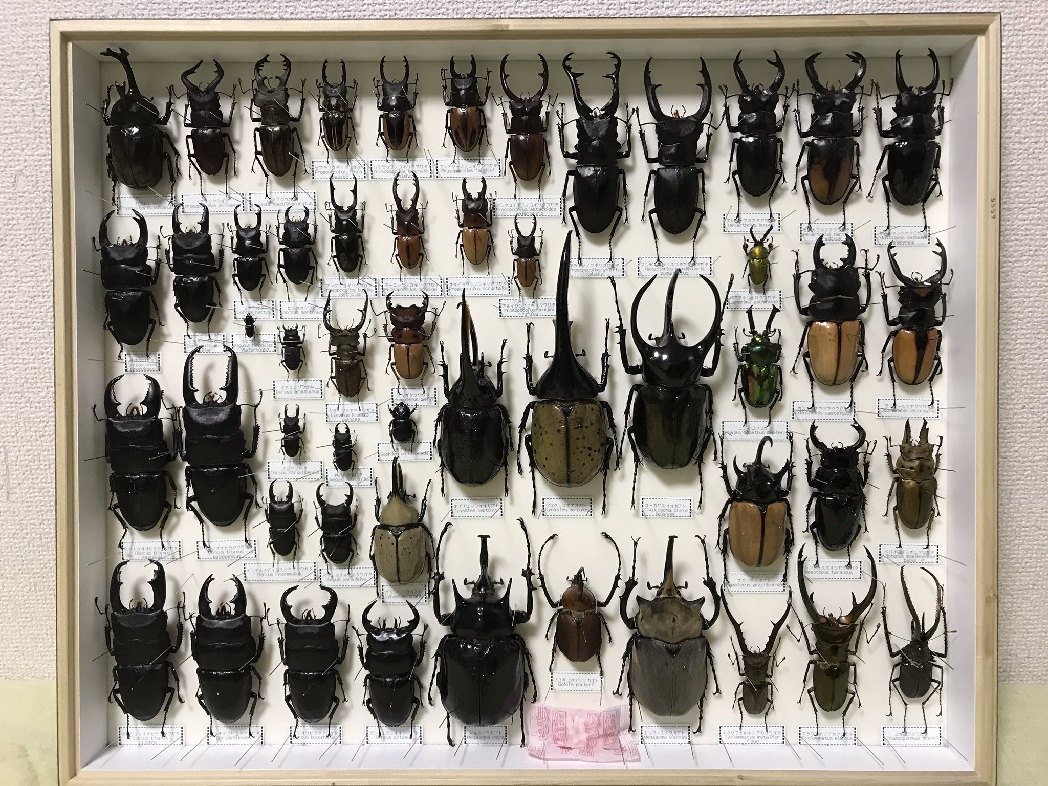 最も優遇 カブトムシ クワガタ 標本 agapeeurope.org