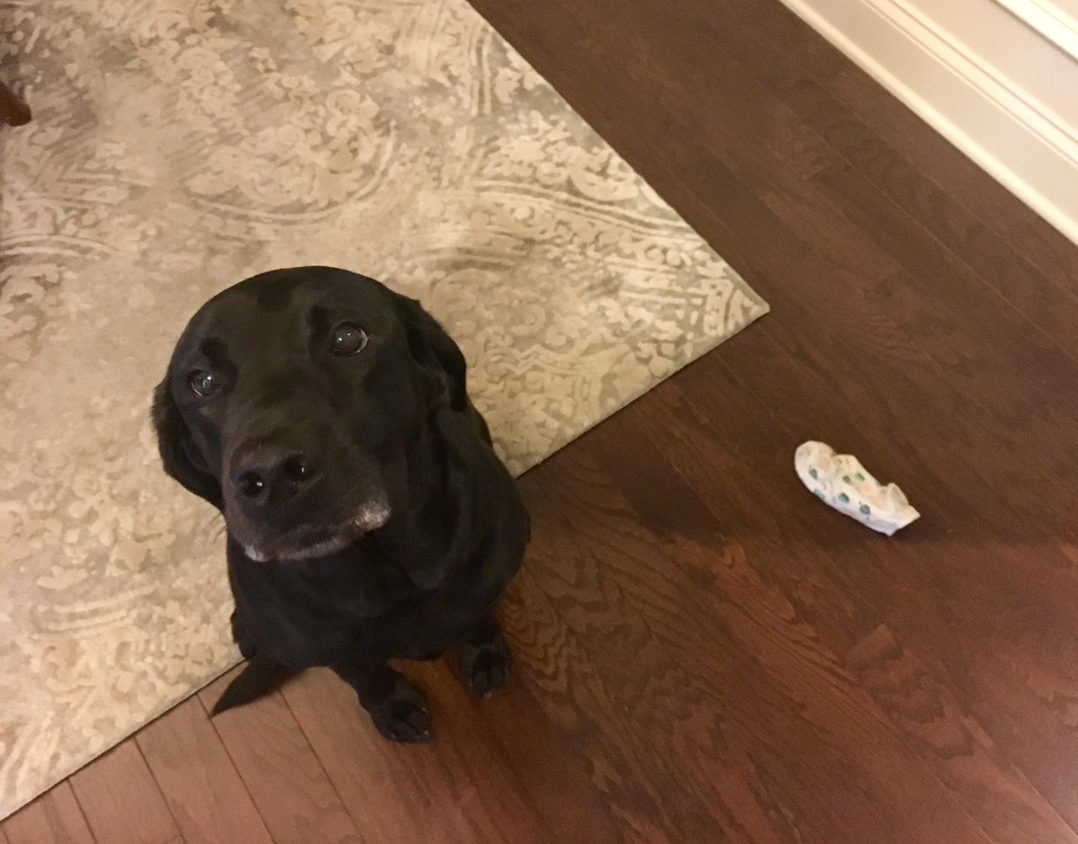 lunaclover5's tweet photo. I stole a sock. #sorrynotsorry #dogsoftwitter https://t.co/u4BHoi4ZyE