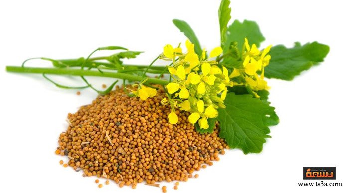 (( ونضع الموازين القسط ليوم القيامة فلا تظلم نفس شيئاً وإن كان مثقال حبة من خردل أتينا بها وكفى بنا حاسبين ))

 كيلو جرام واحد من حبوب نبات الخردل يحتوي على
913 ألف حبة وتكون الحبة بذلك جزء من ألف جزء من الجرام .. وبالتالي ف هي أصغر وزن لحبة نبات عرفت حتى الآن ..!