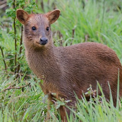 карликовый олень пуду. олень пуду южная америка. южный пуду. карликовый олень пуду. тундра и лесотундра северный олень.