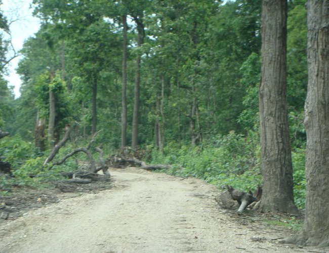 SangharshAchar2's tweet photo. Without habitats, animals would move in with man. #Savetrees #SaveNijgadh
@Hello_Sarkar
@MaheshwarDhaka1 @investinnepal19
@PM_Nepal
@mofnepal
@BasnetShakti1
@PradeepgyawaliK @voiceofnijgadh
@nijgadh
@cmprachanda
@MoFANepal
@NAYA_PATRIKA
@kantipurdaily
@WWFNepal
@NYCA_nepal https://t.co/KRTcmlCmxn