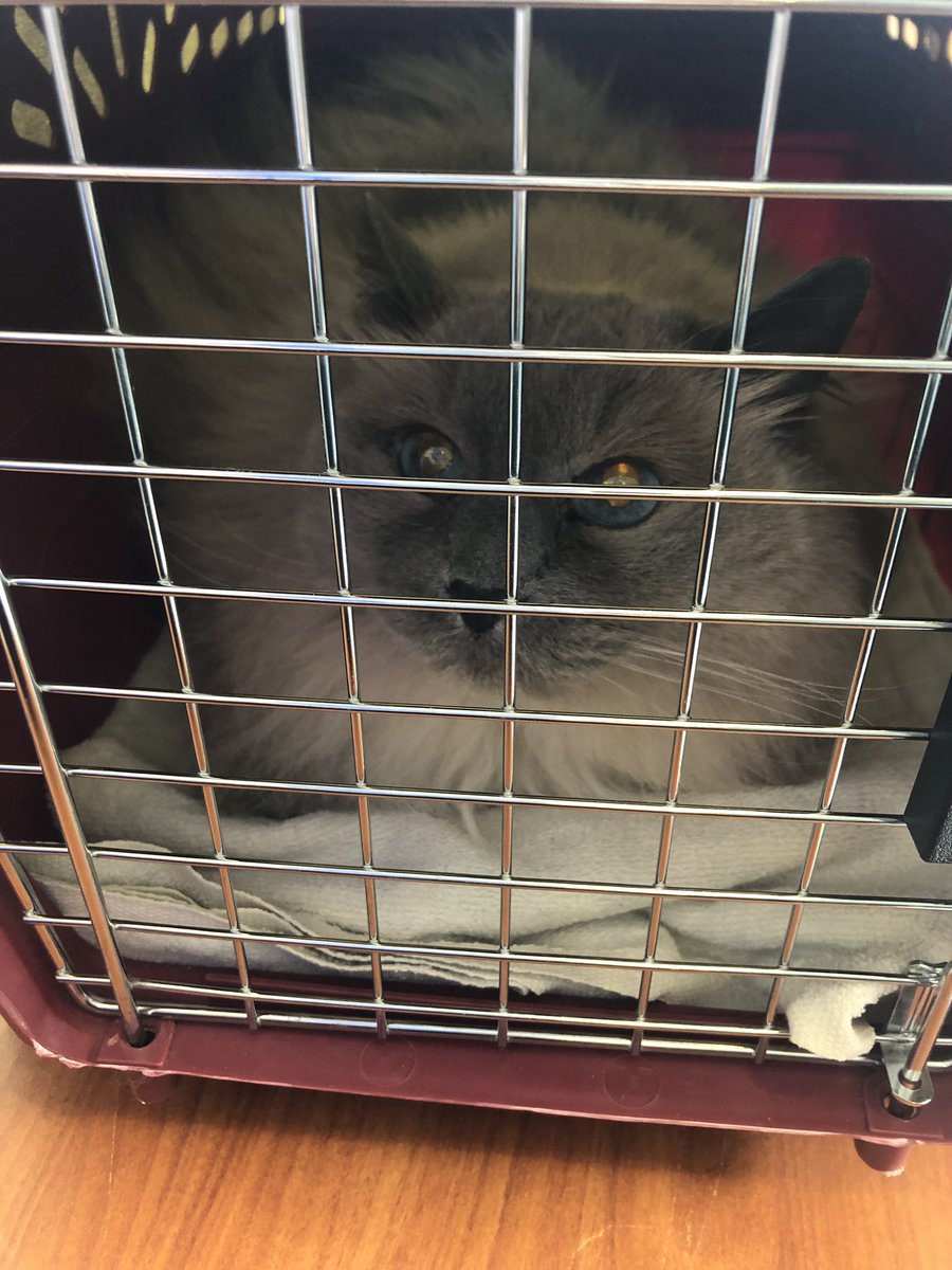 BlueSteelSlater's tweet photo. So I puked a few timez, why doez that mean I haz to be a jailbird and go to the vetz?!?! #freeslater #whiskerswednesday #cats #catsoftwitter https://t.co/GfevGKp82j