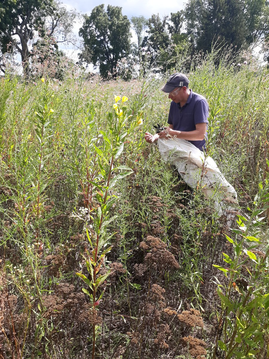OFSMadison's tweet photo. Executive Director, Greg Markle, connecting with our young people in helping out at Anderson Farm County Park in Oregon. OFS young people are collecting Black Eyed Susan seed heads in a prairie that were planted in 2017, to dry and spread for next year. #danecountyparks https://t.co/DTMwSgfeND