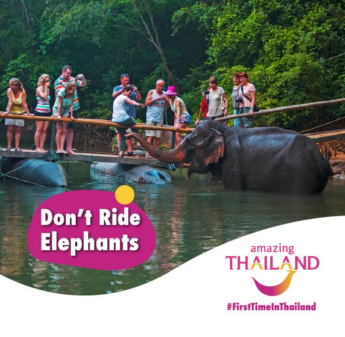 thailandsa's tweet photo. #FirstTimeinThailand There are elephant sanctuaries in the north of Thailand that rescue elephants from the tourist camps and giving them a chance to lead a natural life. Visit a reputable sanctuary instead. #amazingthailandsouthafrica #thaielephants #bekindtoelephants https://t.co/uGruxBk3i7