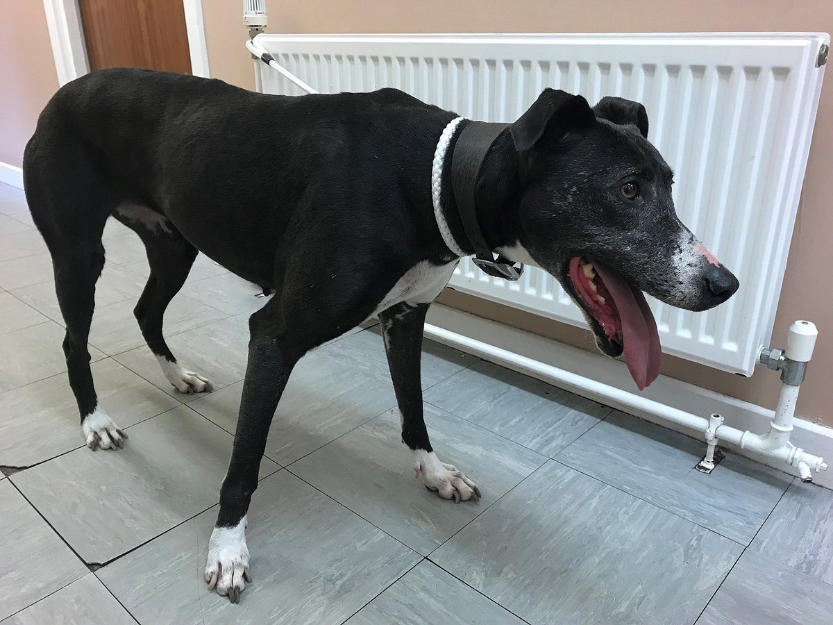 SouthLanCouncil's tweet photo. Our Dog Warden picked up this stray in the Abington area today (27 August). The dog has been taken to the SSPCA centre on Bothwell Road, Hamilton. If this is your dog you can reclaim it by contacting the SSPCA on 03000 999 999 - Option 2 &amp; then option 2 again https://t.co/8hQCZszusM